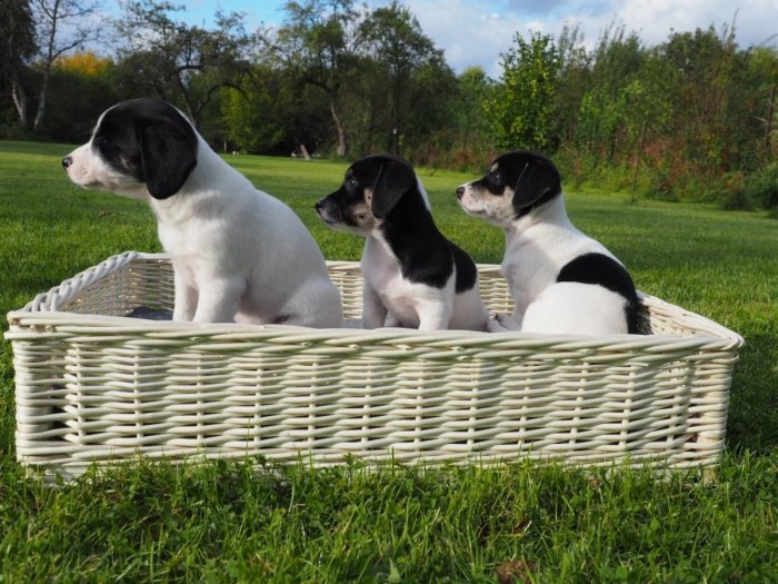 Wnuk Legowisko dla zwierząt (Prostokątne 60 cm/Białe)