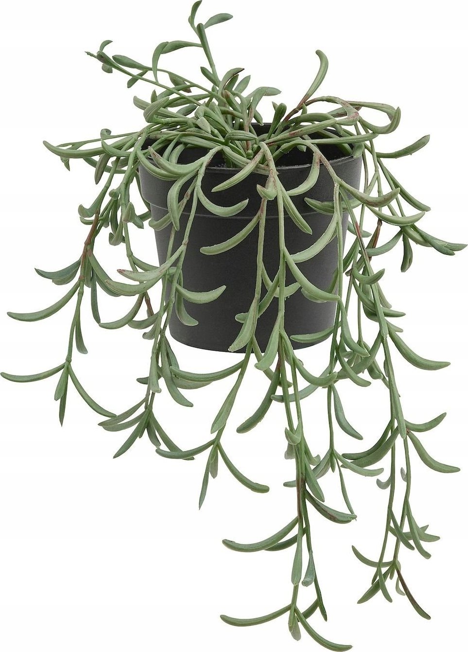 Ikea IKEA FEJKA sztuczny kwiat Starzec Rowleya