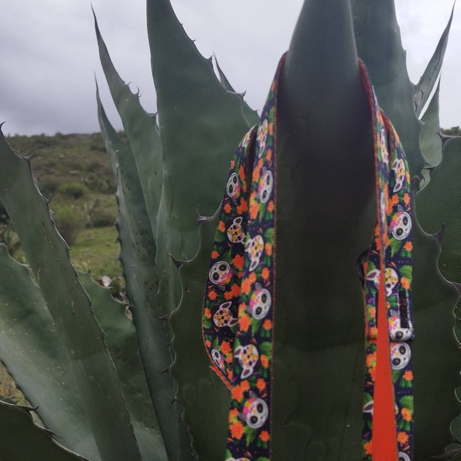 Dingo DINGO SMYCZ REG. CITY CHIAPAS 2,0 x 220cm