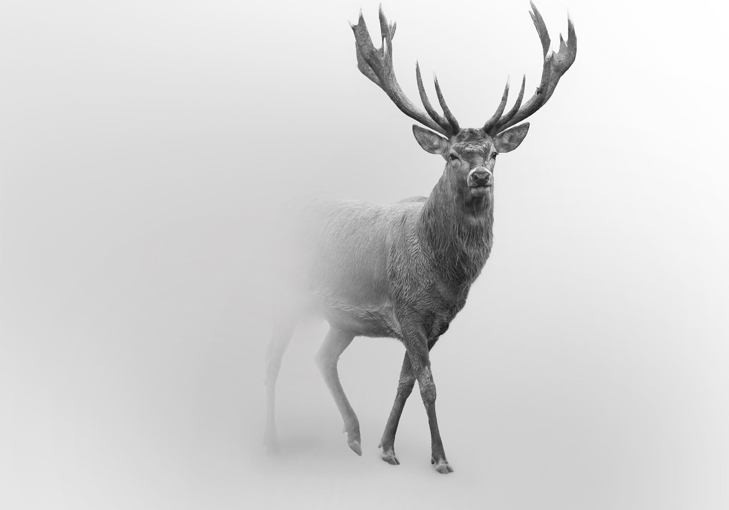 FOTOTAPETA JELEŃ ZWIERZĘTA MGŁA DO SYPIALNI SALONU TAPETA ŚCIENNA 300x210