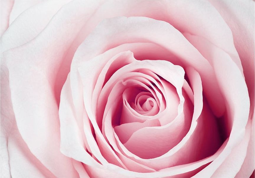 DecoNest Fototapeta - Różany labirynt - 150X105