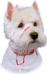 Halti Kantarek - obroża uzdowa rozmiar 2 czerwona