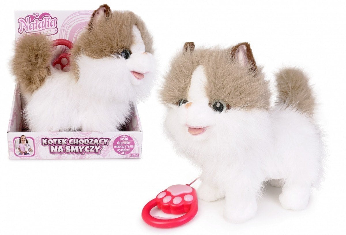 Kot chodzący na smyczy biało rudy