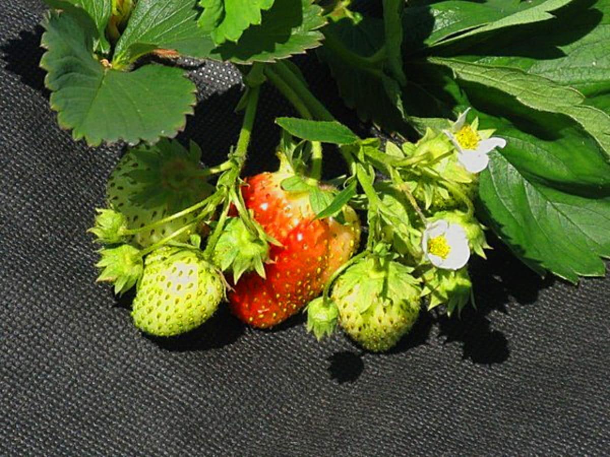 Iglaco IGLACO AGROWŁÓKNINA CZARNA 50g - 1,1 x 100 m