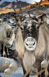 Worth-Keeping Mini kartka 3D Renifer (182686)