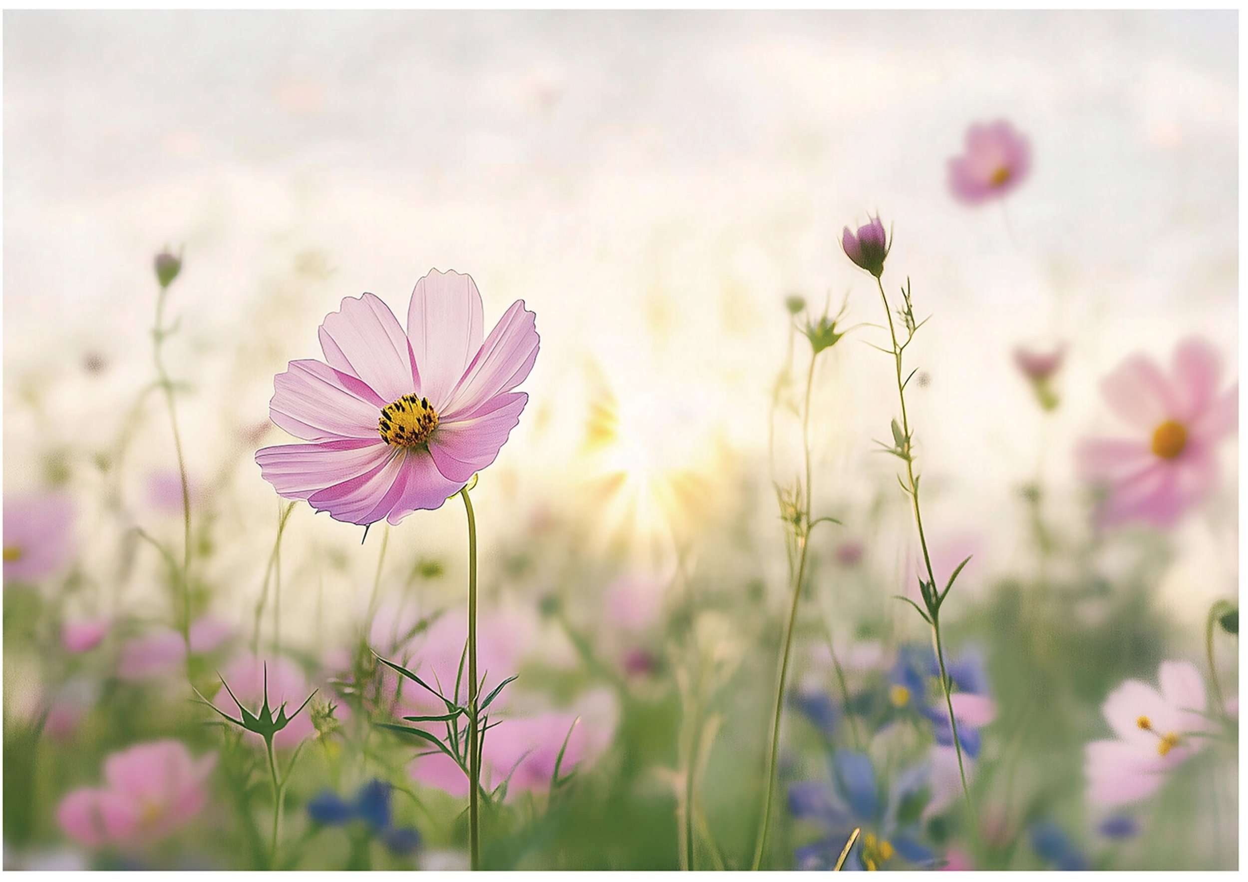 Fototapeta Kwiaty Polne Natura Sypialnia Salon Tapeta Flizelina 300X210