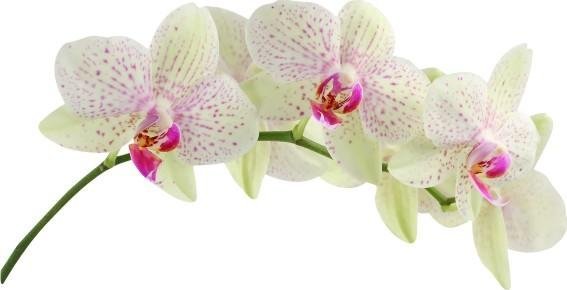 naSciane Naklejka na ścianę kwiaty kwiat storczyk orchidea