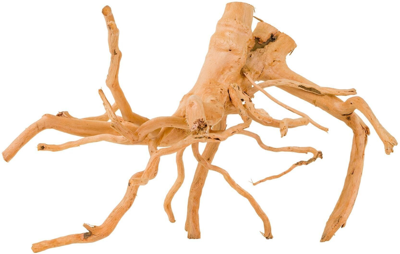 Korzeń Spider do akwarium / terrarium
