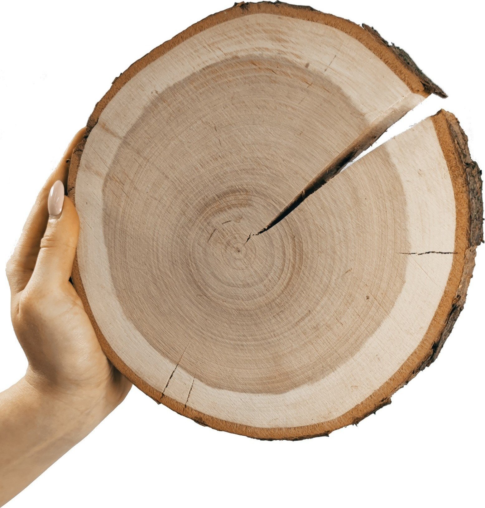 Wamar-Sosenka Plaster Czeremchy 20-25 cm gr. 3 cm Szlifowany z Korą Drewno czeremchowe Naturalny Surowy