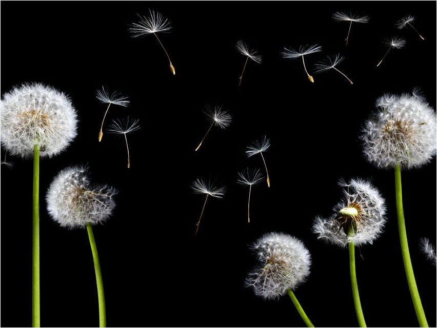 DecoNest Fototapeta - Dmuchawce, latawce, wiatr... - 200X154