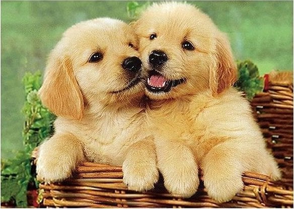 Norimpex Mozaika diamentowa 5D - Psy 40x30cm