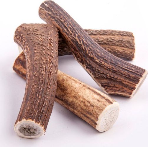 4DOGS GRYZAK M (HARD)