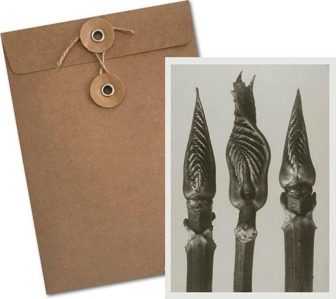 Skona Ting Karnet BF5-106 Hortensja krzewiasta