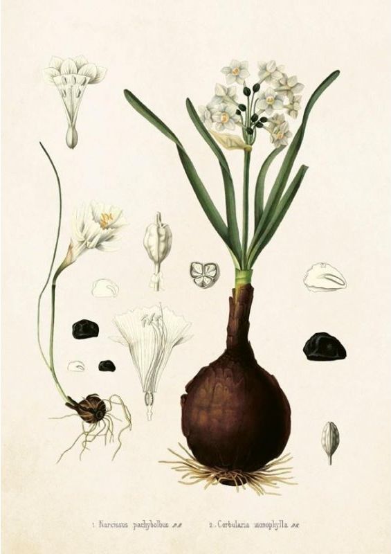 Skona Ting Karnet ST230 B6 + koperta Narcyz