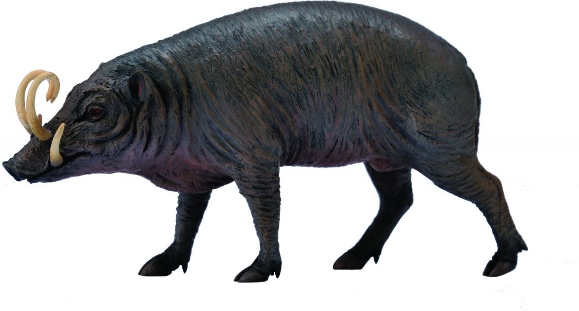 Figurka Collecta Figurka - Babyrousa (004-88727)