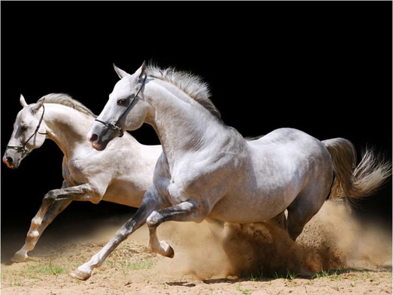 DecoNest Fototapeta - Galop na piasku - 250X193