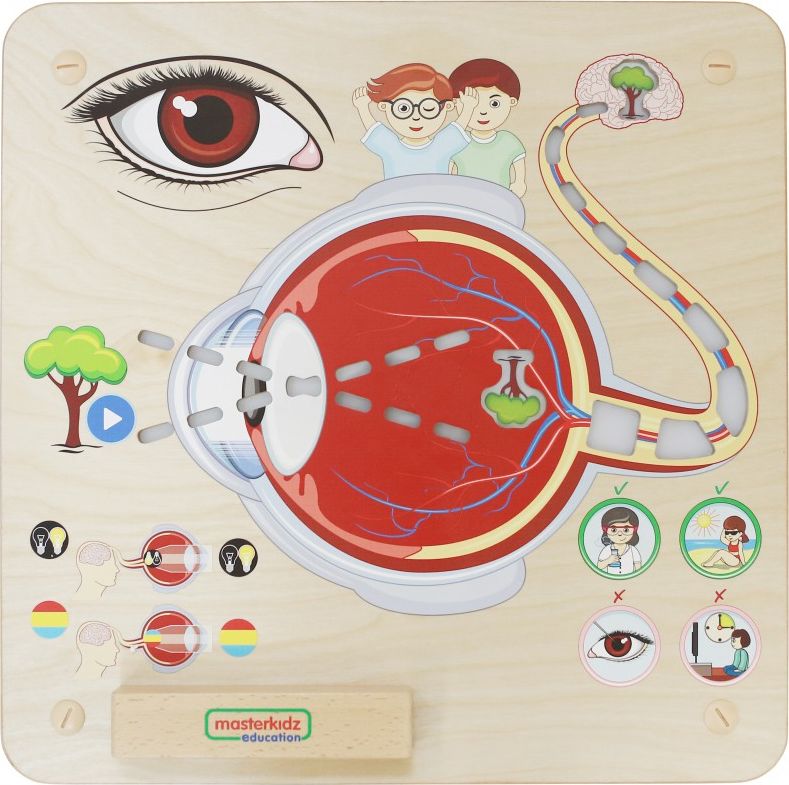 Masterkidz Tablica Edukacyjna Zmysł Wzroku