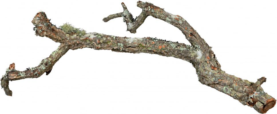 Trixie Mix gałęzi korkowych Tronchos naturalne 15 kg