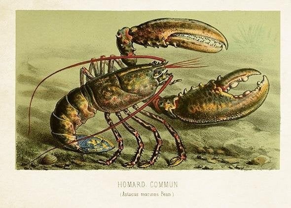 Karnet ST477 B6 + koperta Homar zwyczajny