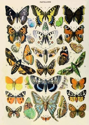 Madame Treacle Karnet B6 z kopertą Motyle