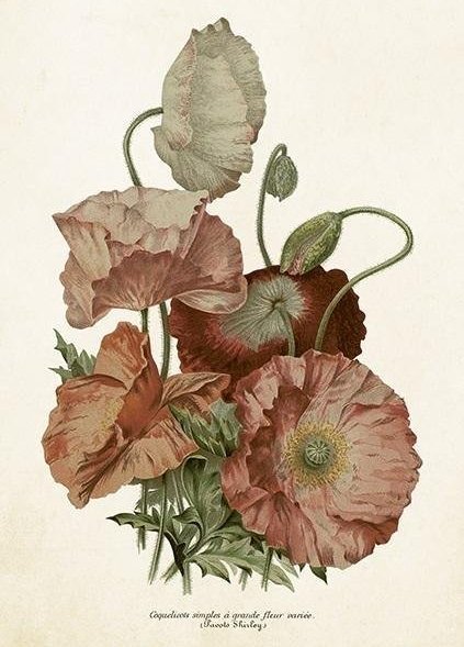 Skona Ting Karnet ST438 B6 + koperta Maki