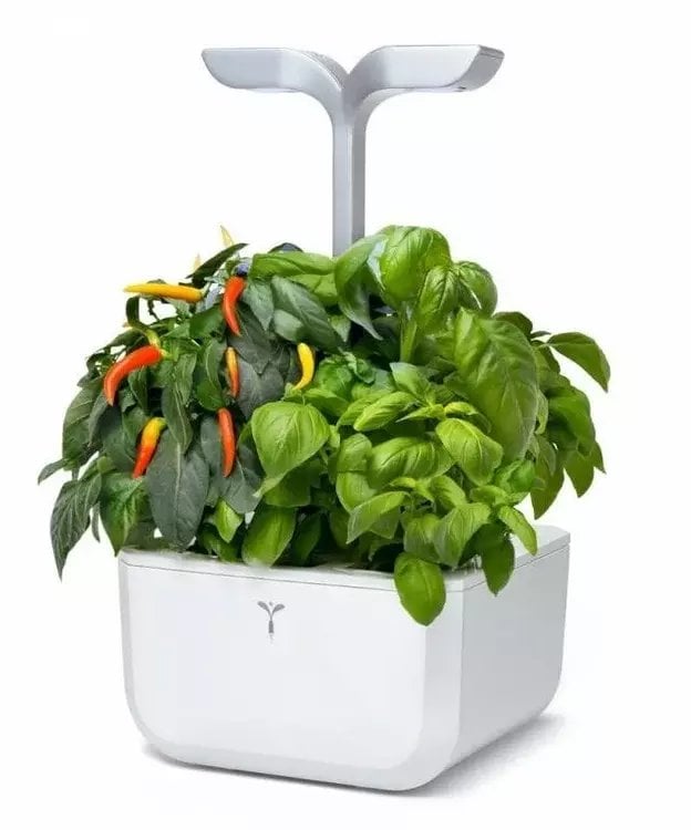 Veritable Doniczka Exky Classic