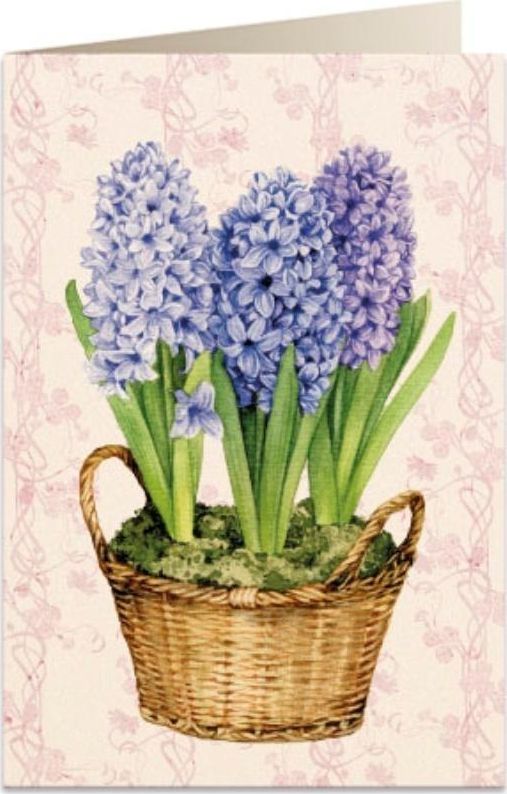 Tassotti Karnet B6 + koperta 5691 Hiacynty