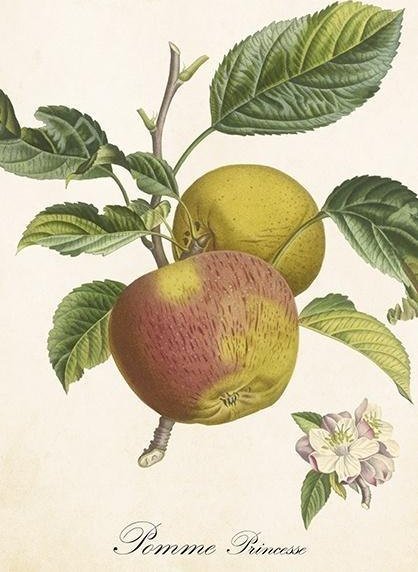 Karnet ST496 B6 + koperta Jabłoń