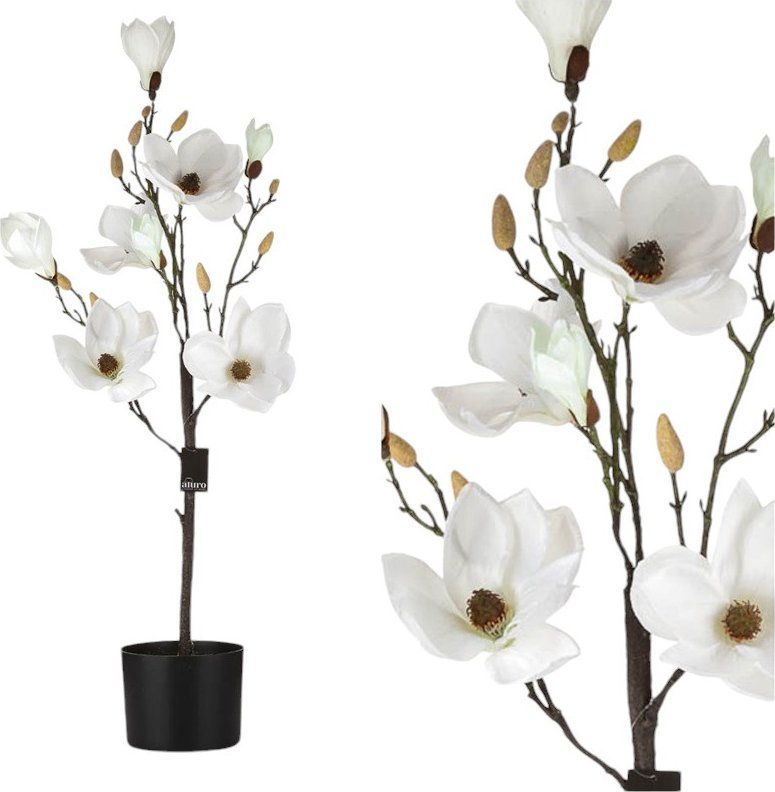 Aluro Magnolia biała w doniczce_Aluro