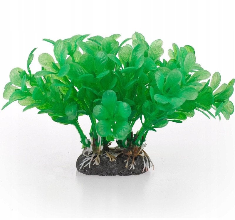 Aqua Natura, ro�lina, do dekoracji akwarium, zielona, plastikowa, 10 cm , wodna paprotka