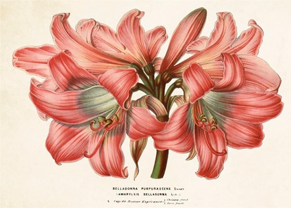 Skona Ting Karnet ST336 B6 + koperta Amarylis piękny