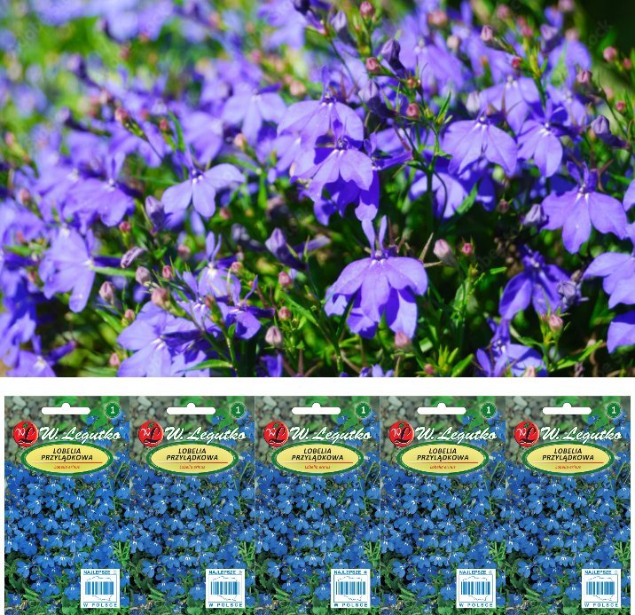 Legutko Nasiona Lobelia przylądkowa, Stroiczka niebieska x5