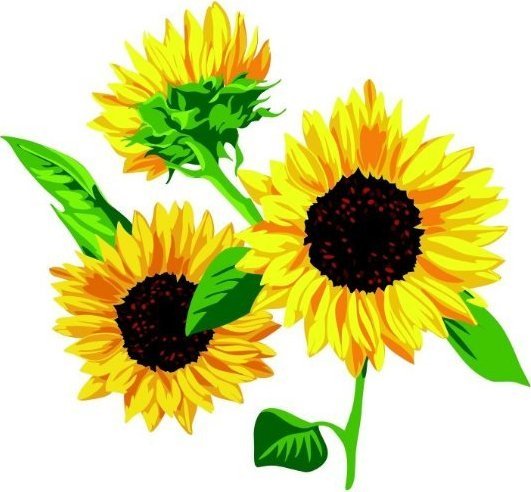 naSciane Naklejka na ścianę słonecznik, słoneczniki, kwiat