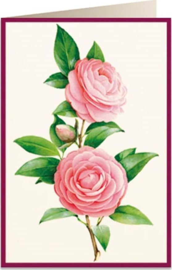 Tassotti Karnet B6 + koperta 5817 Kamelia 2