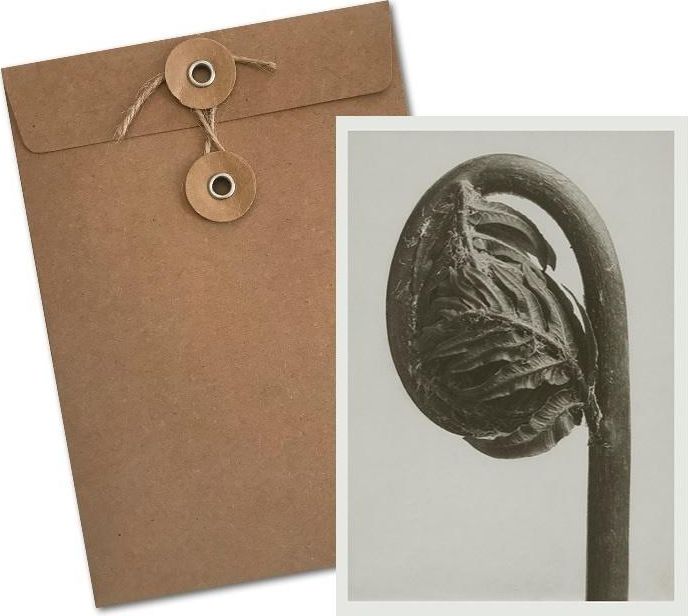 Skona Ting Karnet BF5-110 Długosz królewski