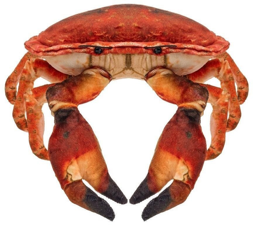 Krab słonowodny 26cm