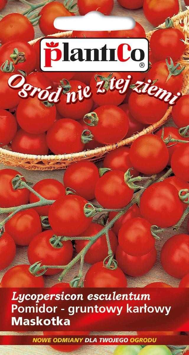 Plantico Pomidor Gruntowy Solanum Lycopersicum L. Maskotka
