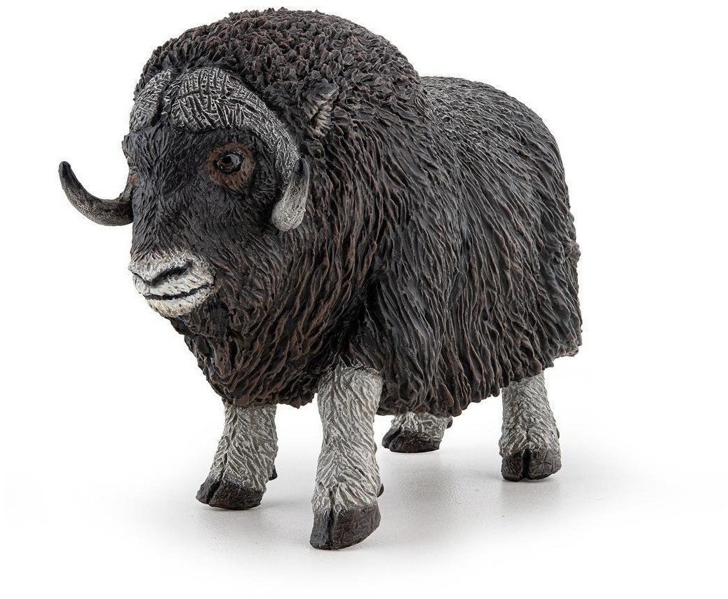 Piżmowół arktyczny