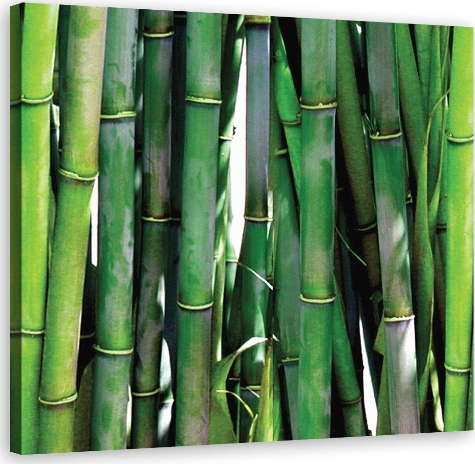 Feeby Obraz na płótnie, Zielone bambusy do biura - 60x60