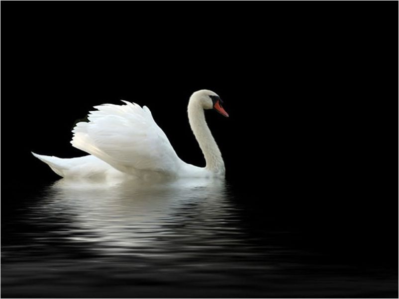 DecoNest Fototapeta - łabędź (czarno-biały) - 400X309