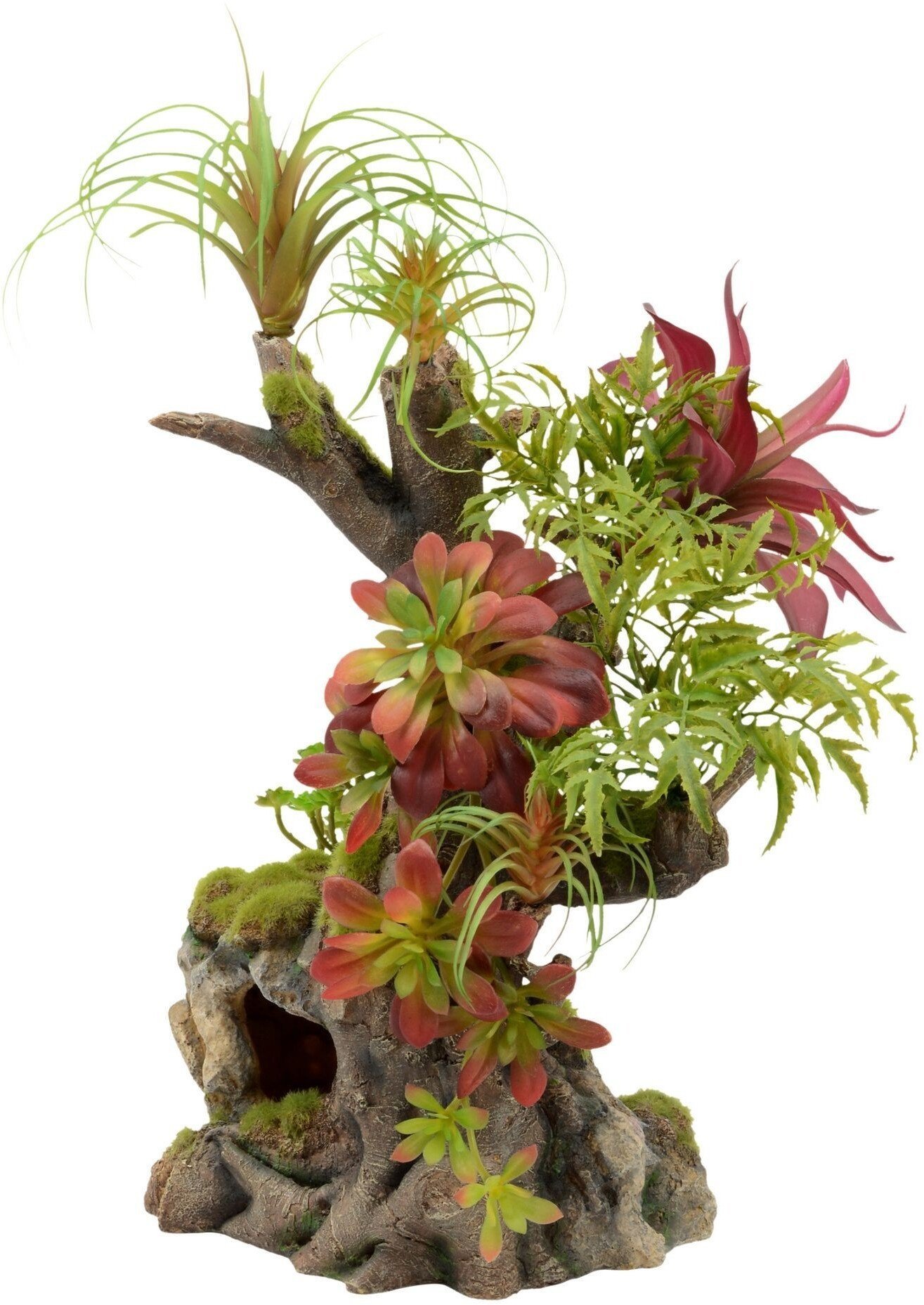 Terra Natura Kompozycja roślinna do terrarium 42cm