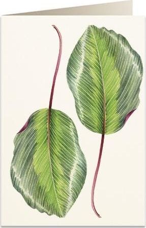 Tassotti Karnet B6 + koperta 6016 Kalatea