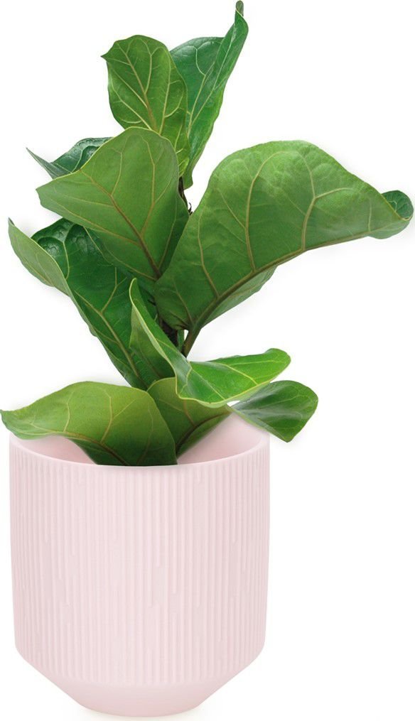 AmeliaHome AmeliaHome Donica ceramiczna na kwiaty PASO 9X9,8 pudrowy róż