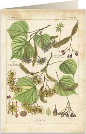 Tassotti Karnet B6 + koperta 6056 Lipa