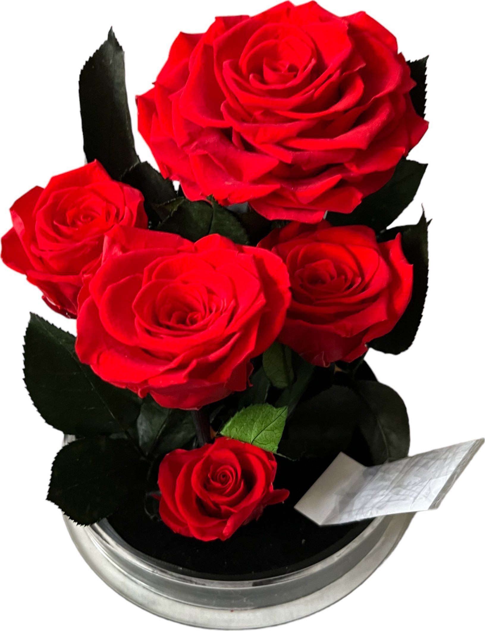 ToPrezent.pl Ogród w Szkle - 5 Zakonserwowanych Czerwonych Róż