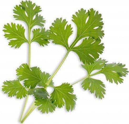 Veritable Nasiona Bio kolendra, Véritable