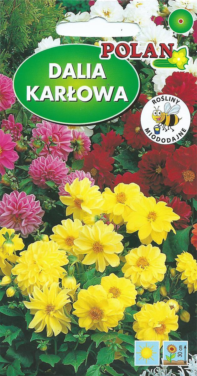 Polan Dalia Zmienna Karłowa Pełna i Półpełna Polan