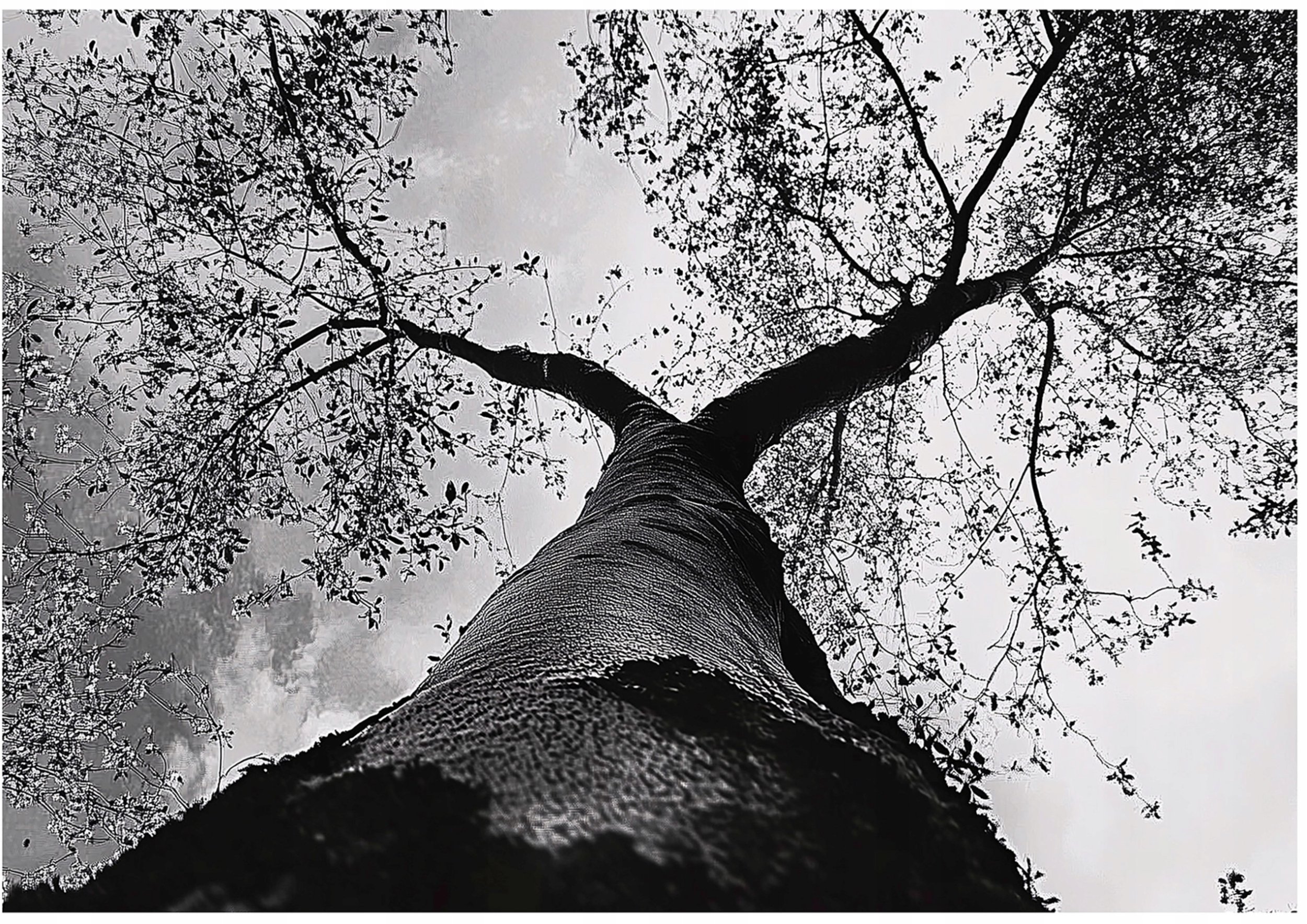 Fototapeta Drzewo Czarno Białe Las Sypialnia Salon Tapeta Flizelina 350X250