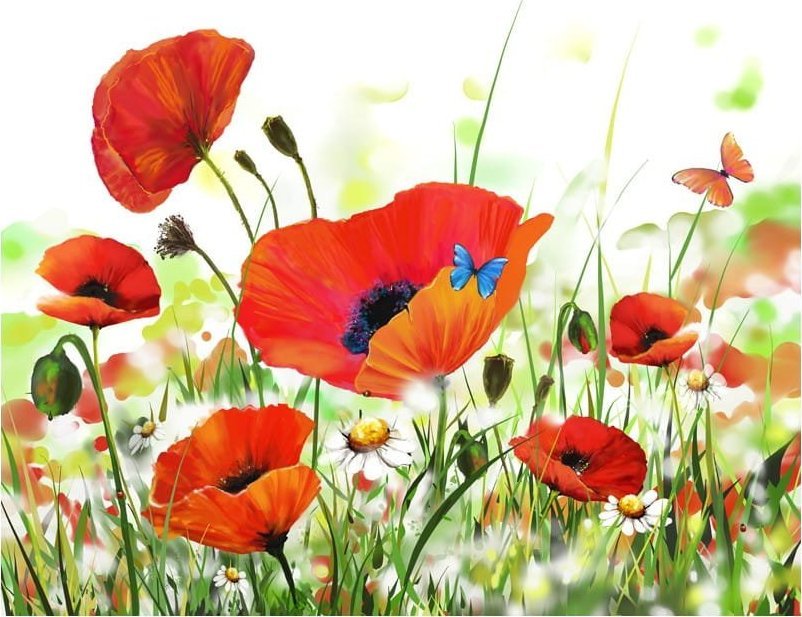 DecoNest Fototapeta - Country poppies - 300X231