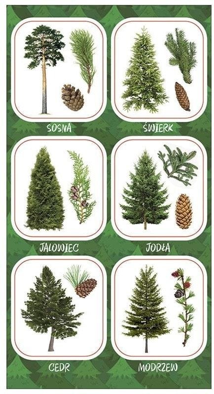 Naklejki Owoce iglastych drzew